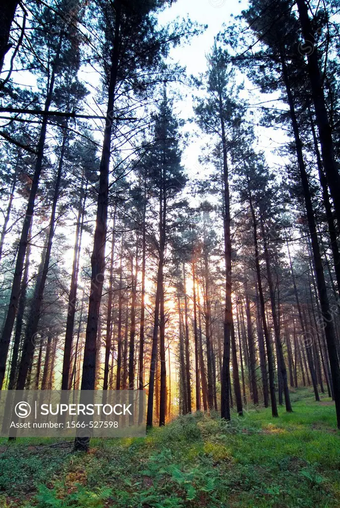 Bosque de pinos al amanecer en Mallabia. Vizcaya. Pais Vasco.
