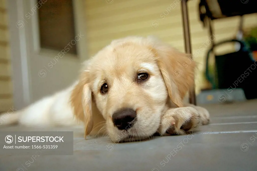 Portrait of a twelve week old golden retriever puppy