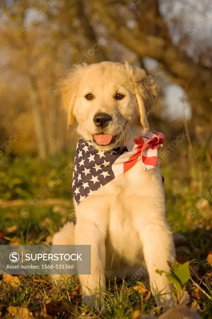 Portrait of a ten week old female golden retriever puppy wearing flag-like patriotic bandana
