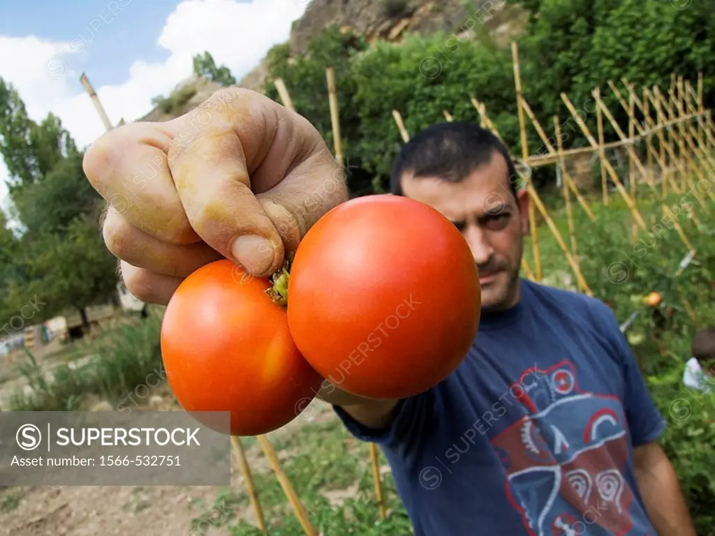 Harvest tomato variety Land Grown in the garden of Gabi Zamora of La Cuesta del Rato, parish of Castielfabib, Ademuz corner region of Valencia, Comuni...