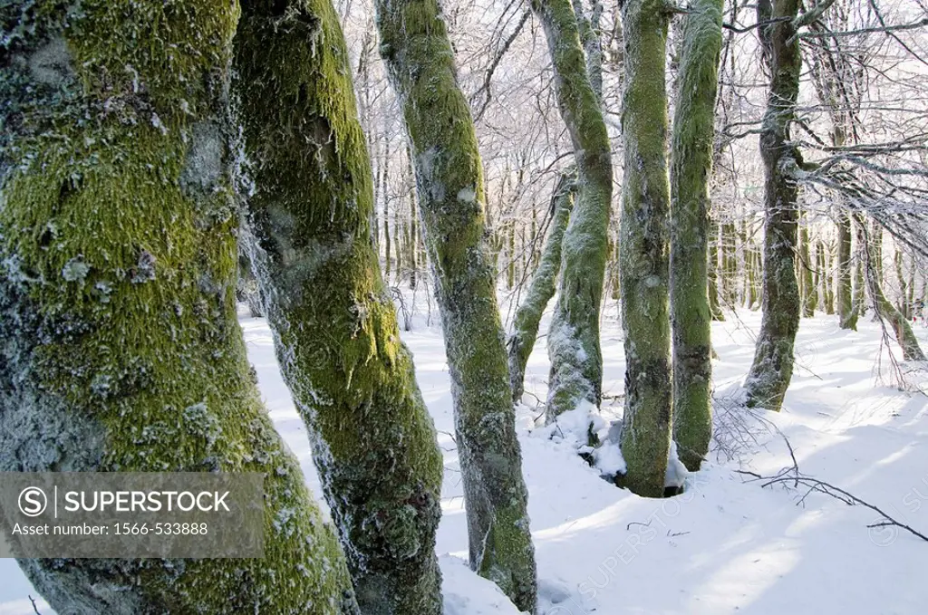 Beech forest, mountain forest, trunks curved from wind, snow and hoar_frost, Vosges, lower mountain ranges, route des crêtes, Alsace, France
