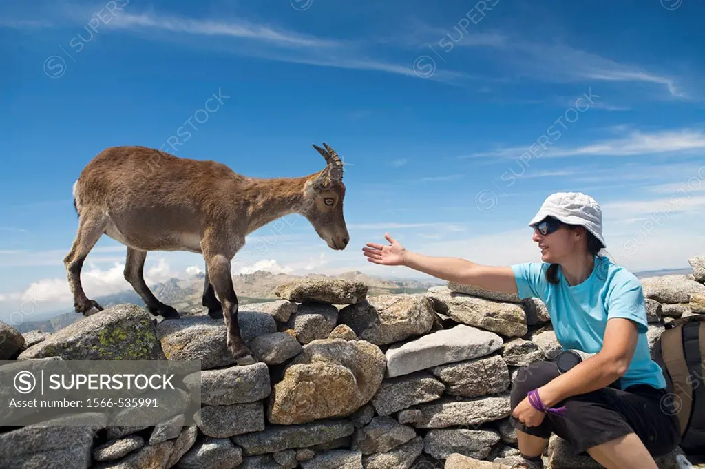 Confident female Spanish Ibex smelling a woman´s hand in La Mira peak 2 341 m  Mountains of the Sierra de Gredos National Park  Hoyos del Espino  Ávil...