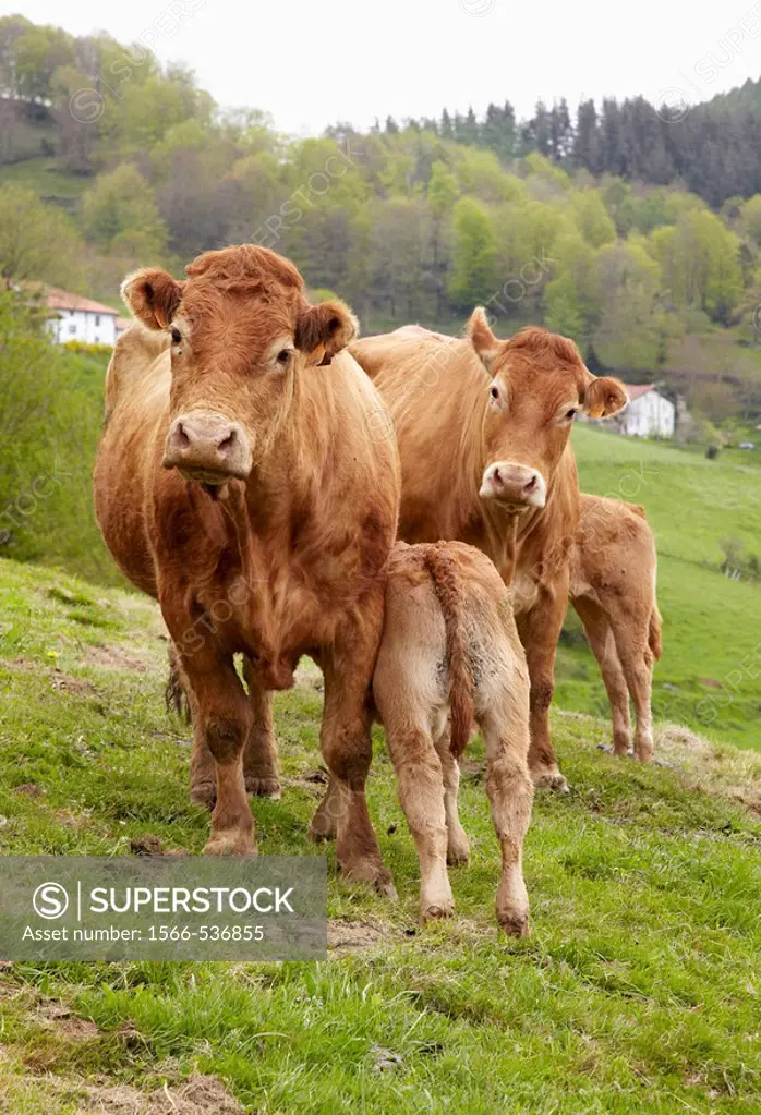 Limousin cattle, Beizama, Gipuzkoa, Basque Country, Spain