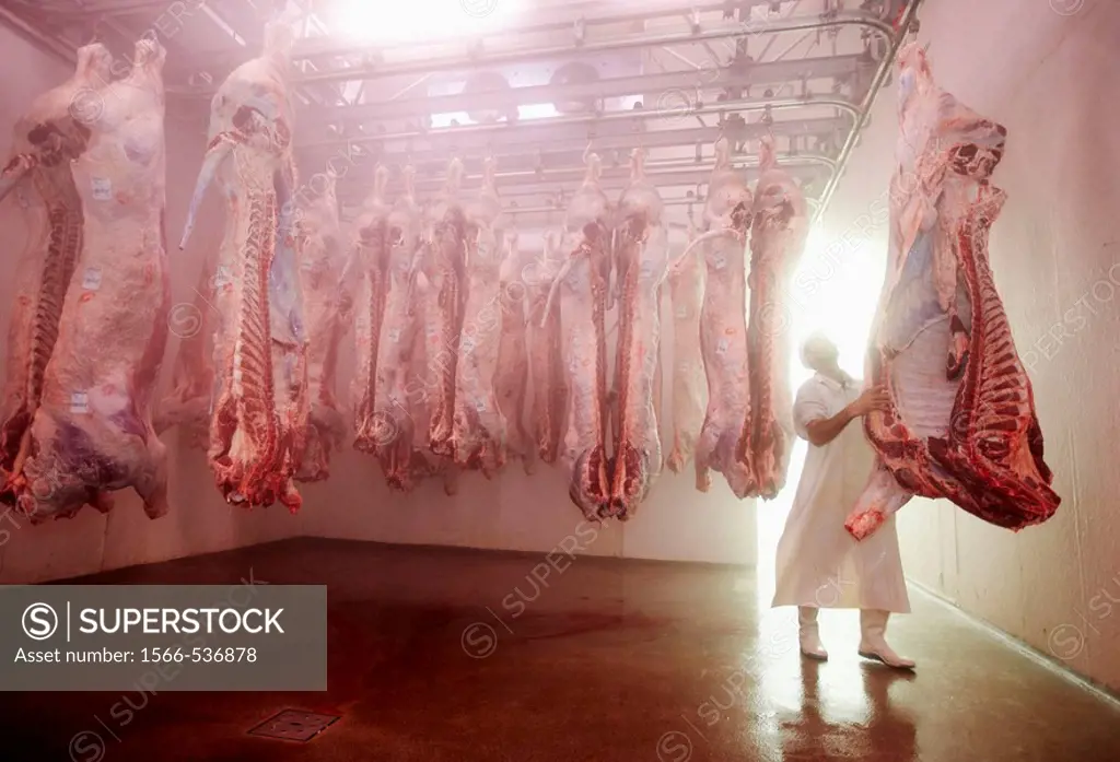 Cold-storage room, slaughterhouse, cattle, Iraeta, Gipuzkoa, Basque Country, Spain