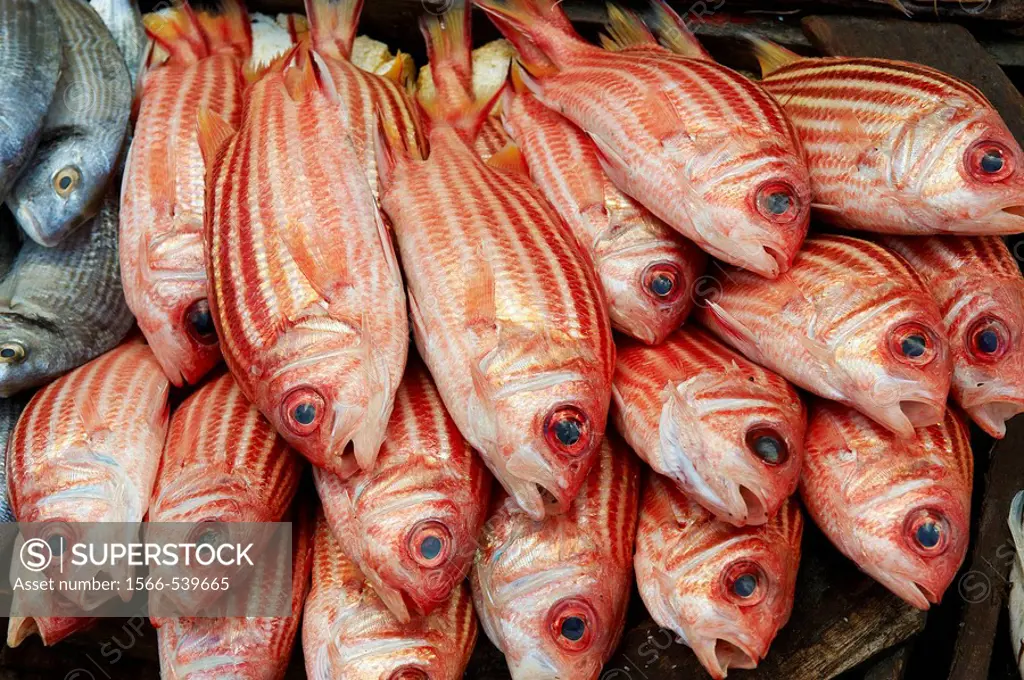 Fish market, Alexandria, Egypt