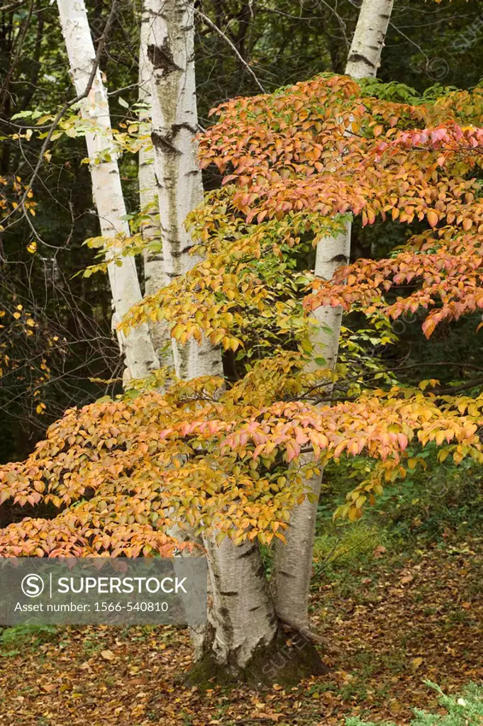 Birch & kousa dogwood in autumn, Poughkeepsie, New York, USA