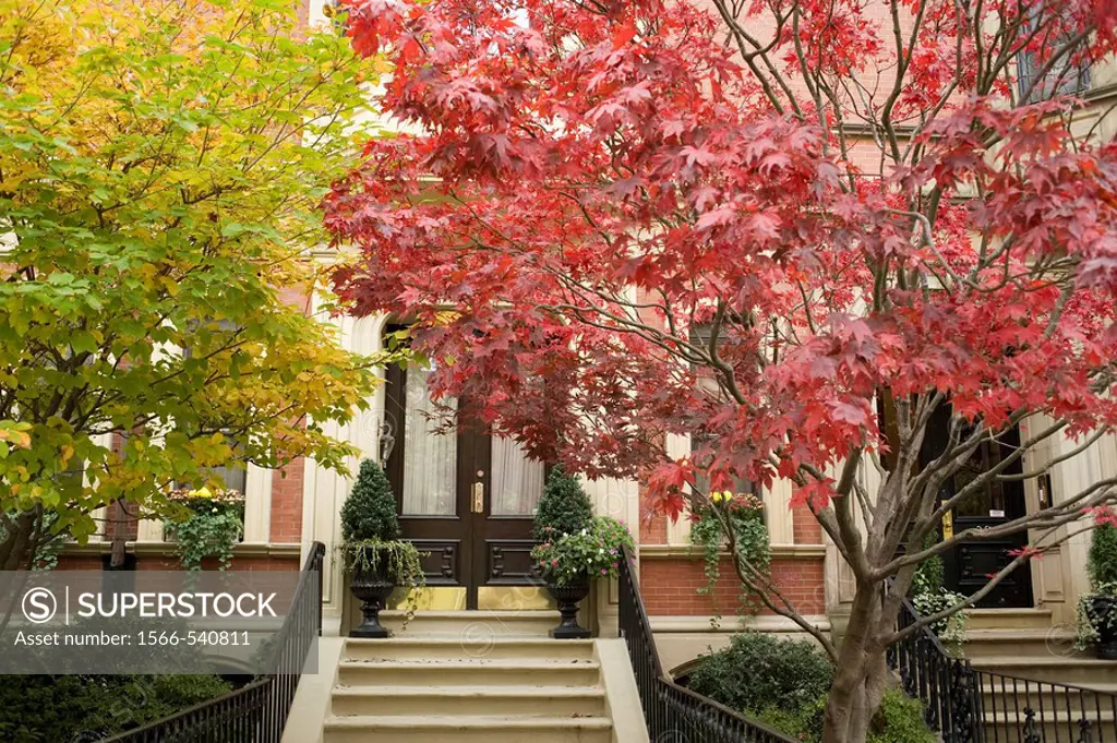 Red maple on Commonwealth Avenue in autumn, Boston, Massachusetts, USA