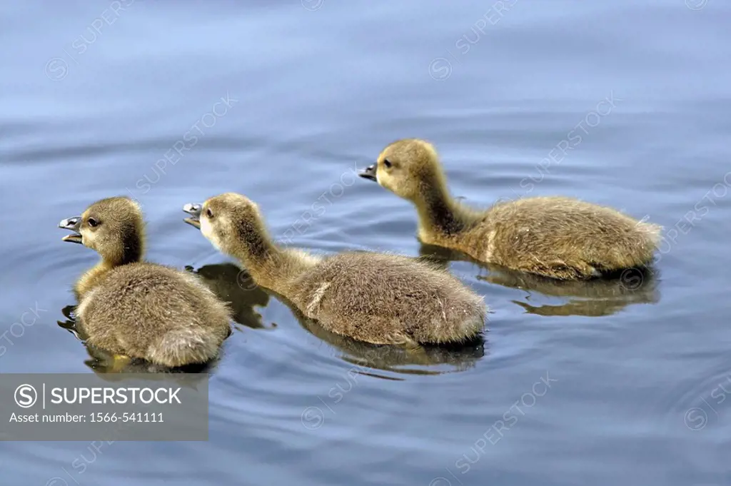 Three little Grey Lag Goose (Anser anser) chicks seen from backside and swimming away on a lake, Island of Amrum, Northfrisian, Schleswig_Holstein, No...