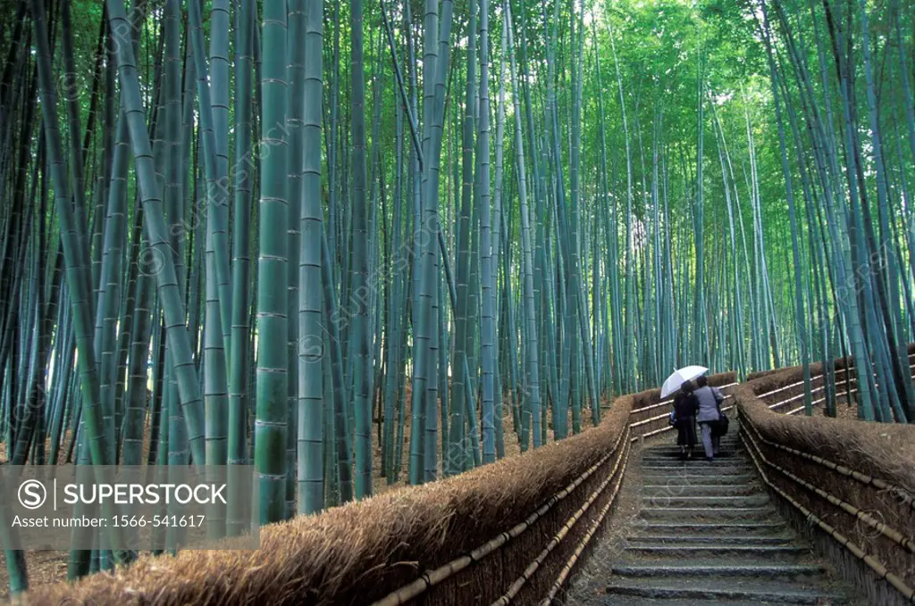 Bamboo forest, Adashino Nenbutsu-ji, Arashiyama, Kyoto, Japan