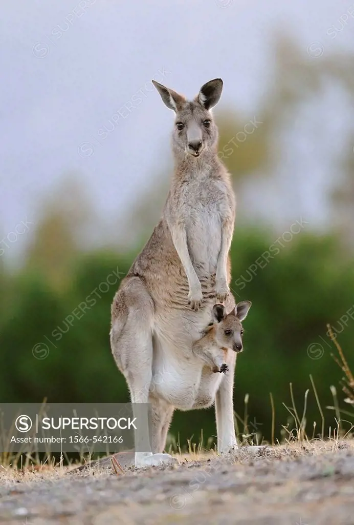 Kangaroo with joey in pouch standing upright, Australia