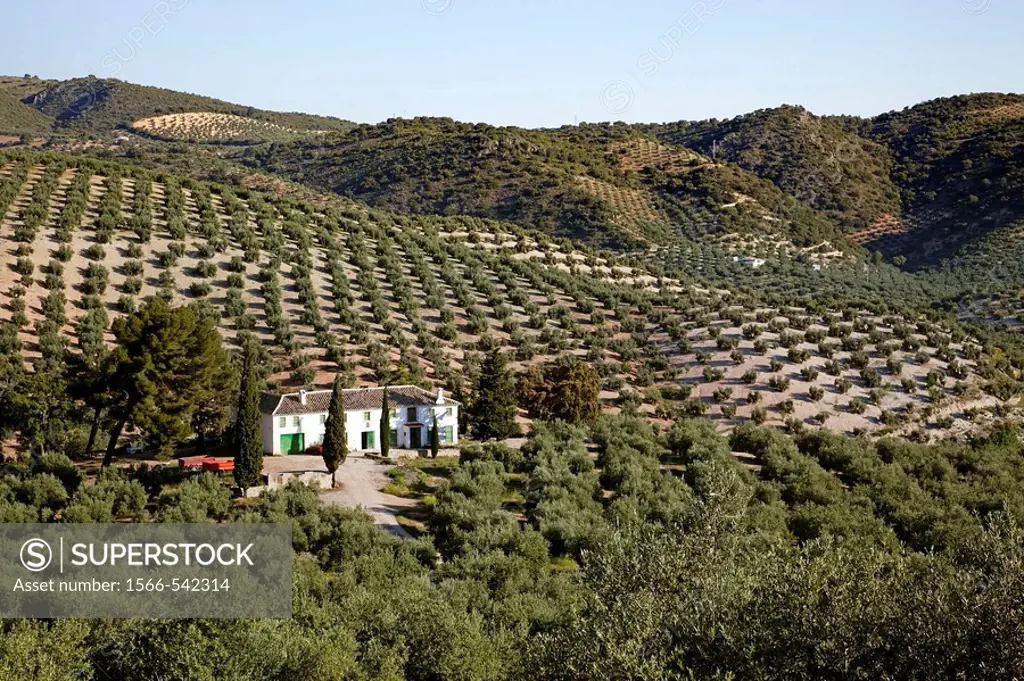 Olive grove and ´cortijo´, Priego de Cordoba, Cordoba province, Andalusia, Spain