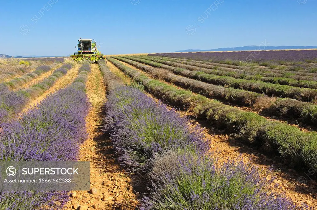 Lavender harvest in July at Valensole plateau. Alpes-de-Haute-Provence, France