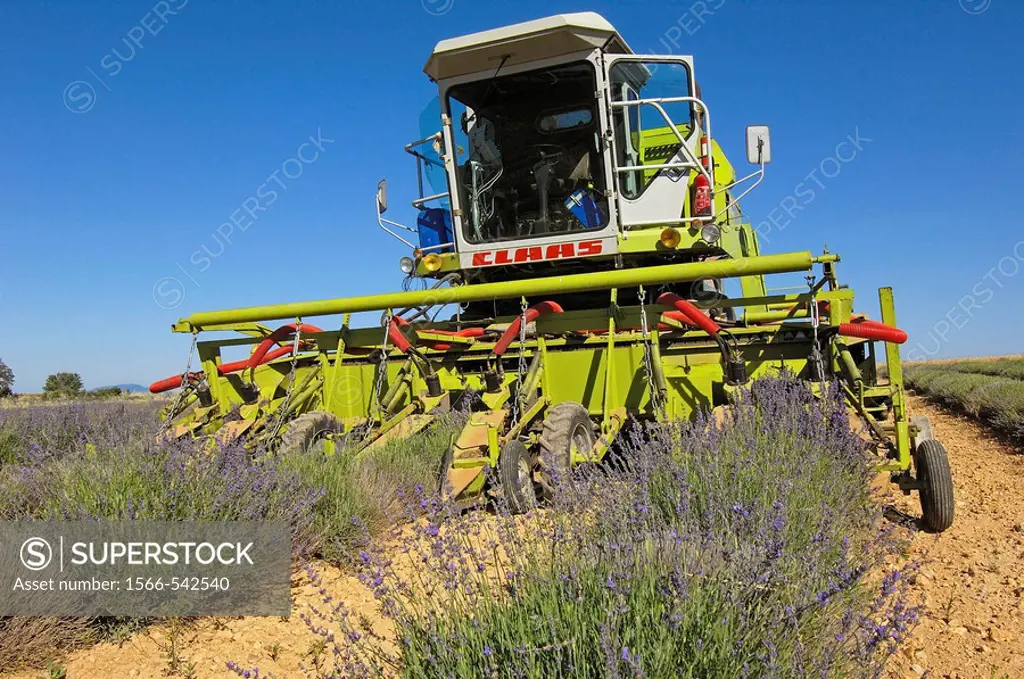 Lavender harvest in July at Valensole plateau. Alpes-de-Haute-Provence, France