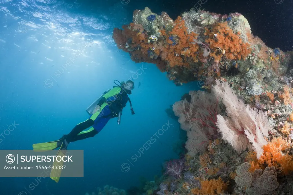 Scuba Diver and Corals, Raja Ampat, West Papua, Indonesia