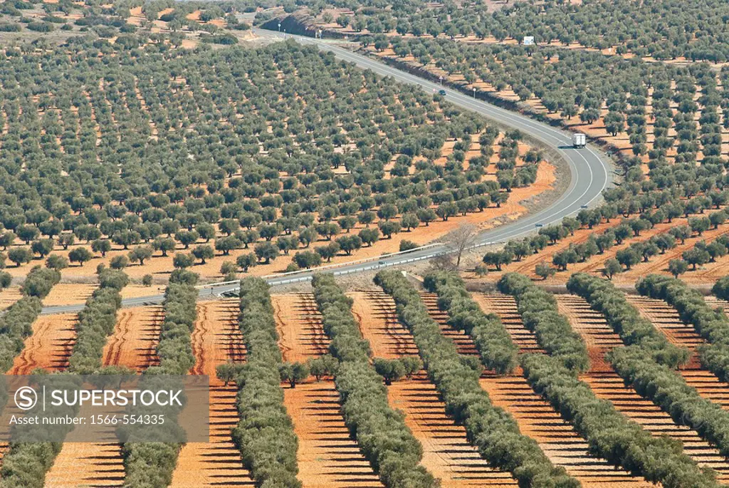 Olive grove, Mora de Toledo. Toledo province, Castilla-La Mancha, Spain