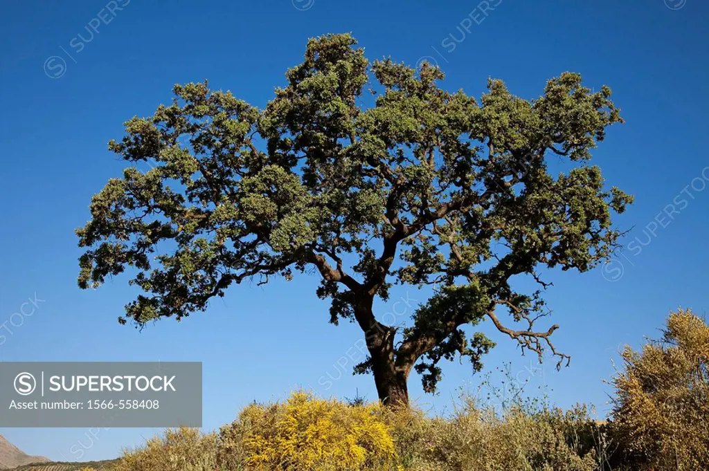 Holm Oak, Sierra Subbetica, Cordoba province, Andalusia, Spain