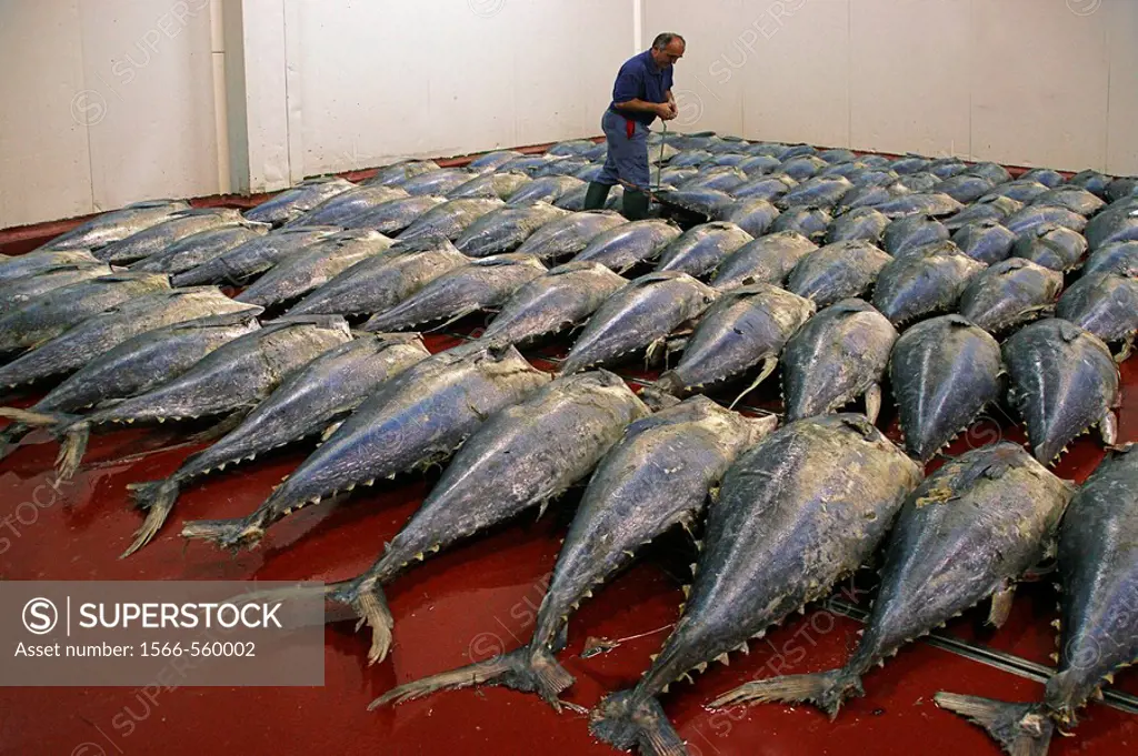 Tuna fishes to be caned at the USISA factory, Isla Cristina, Huelva province, Andalusia, Spain