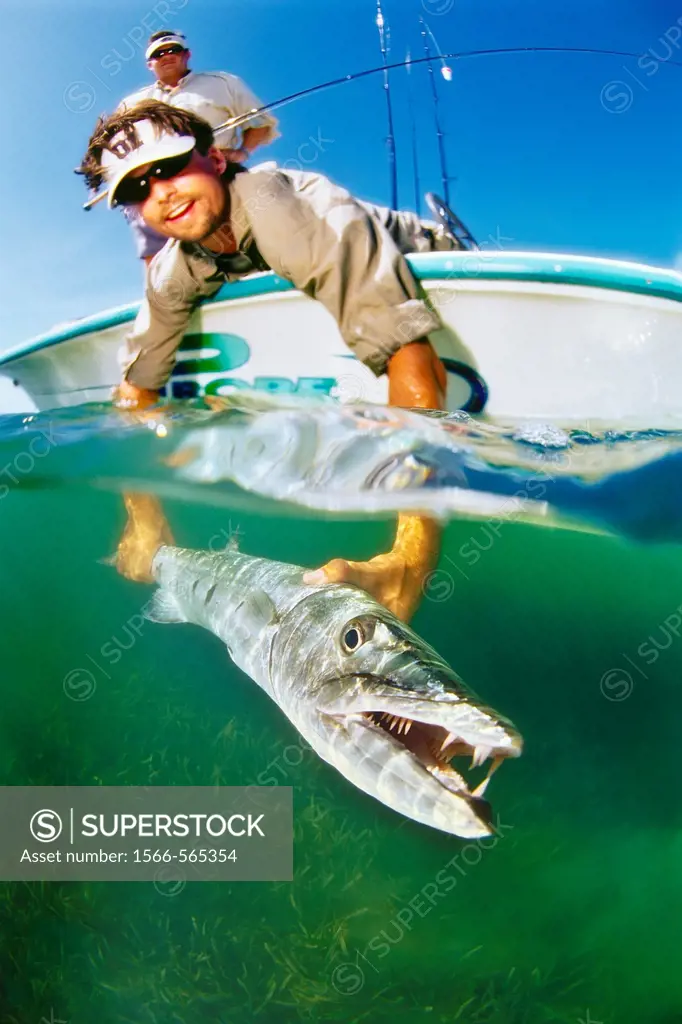 sport fishermen releasing a large great barracuda, Sphyraena barracuda, caught by fishing in flats, Stiltsville, Biscayne National Park, Miami, Florid...