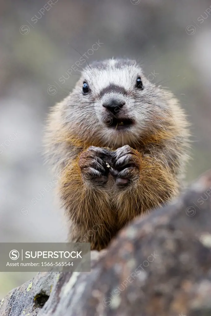 Yellow-bellied Marmot