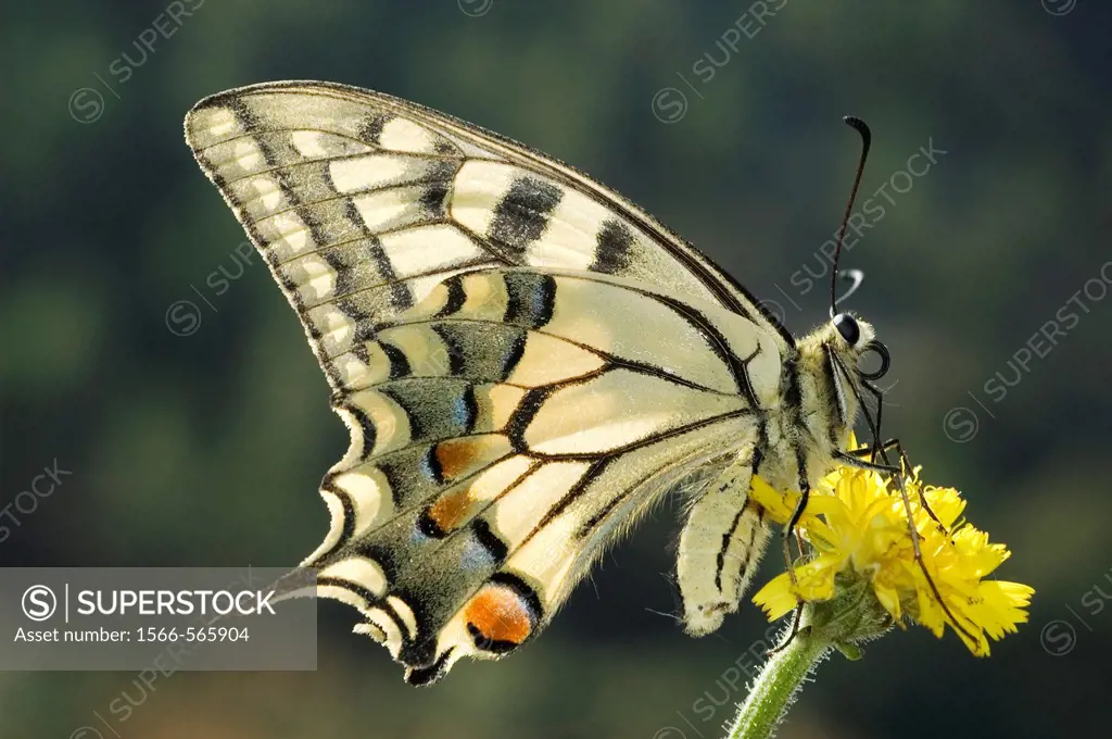 Swallowtail Butterfly Papilio machaon