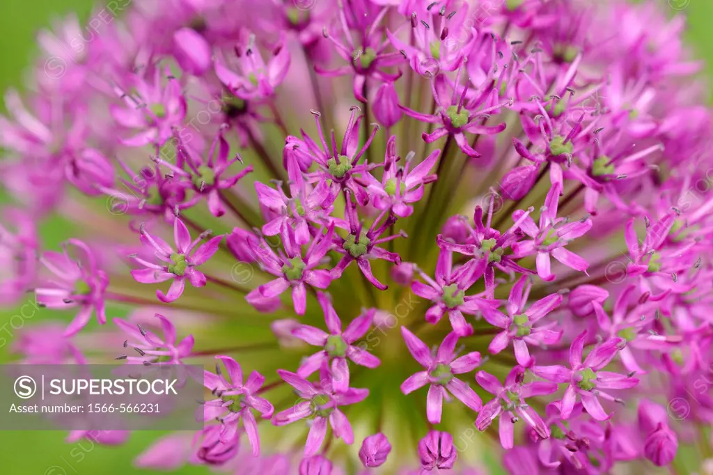 Purple sensation onion flowers Allium aflatunense