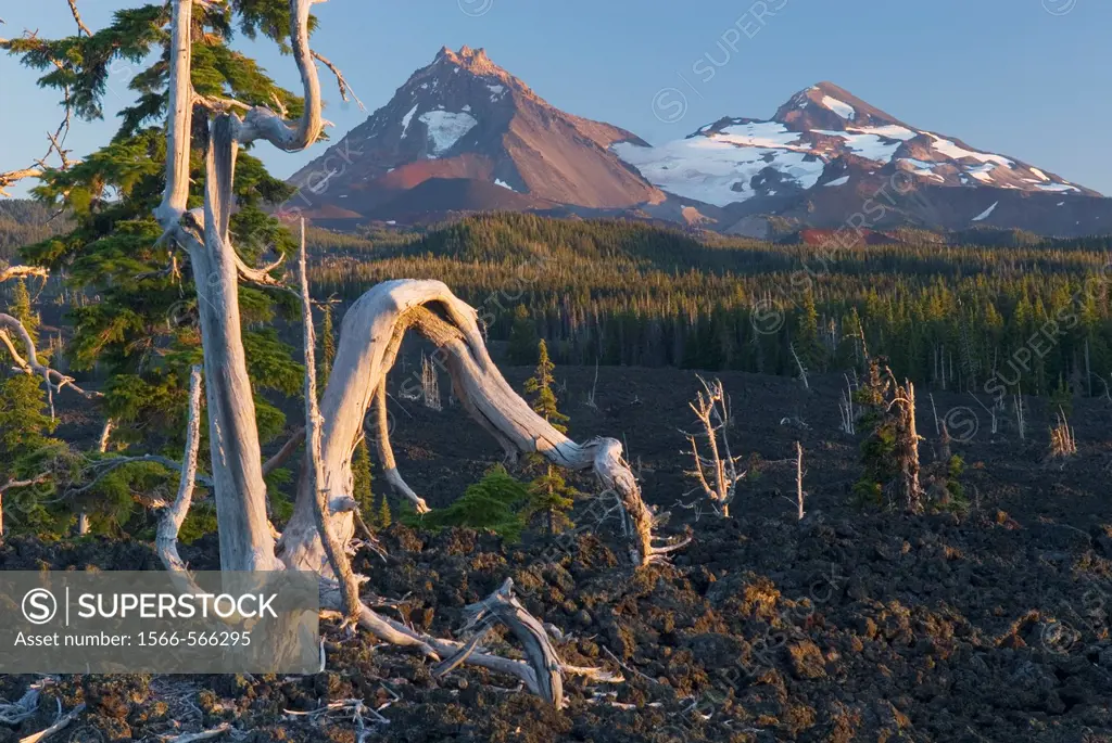 Sun bleached trees stand out among the black lava fields of McKenzie Pass Oregon  The Three Sisters volcanoes are in the distance