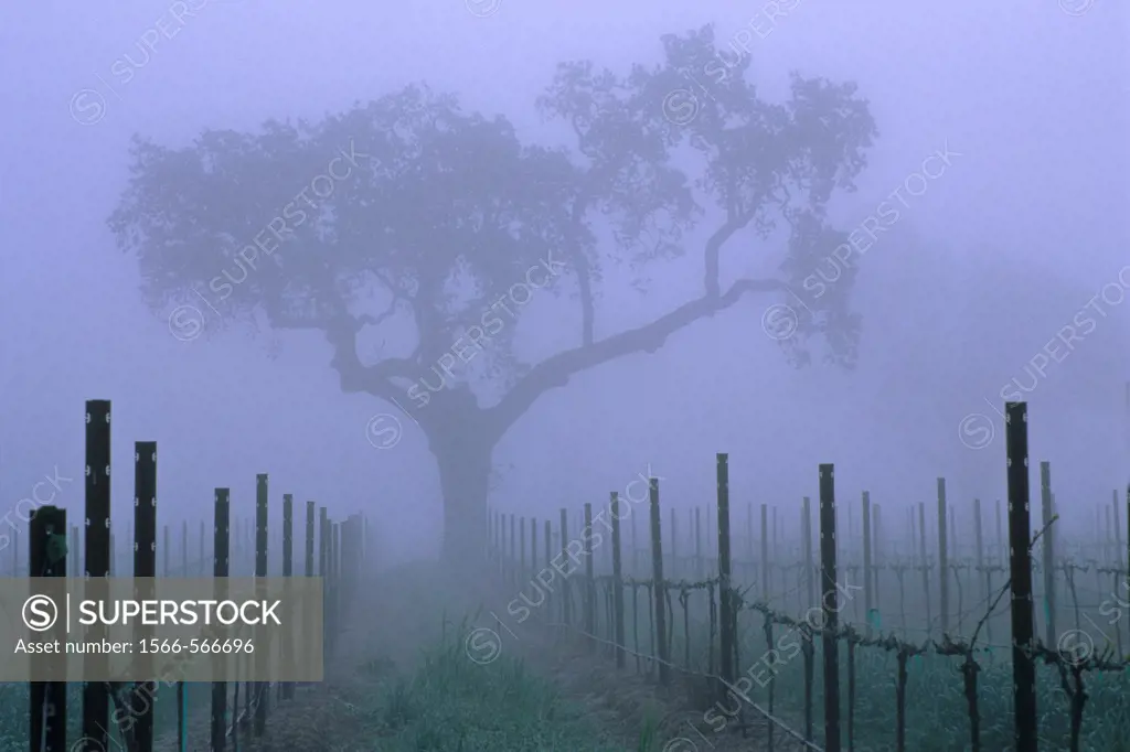 Oak tree and fog in vineyard in spring, near Villa Toscana, Paso Robles, San Luis Obispo County, California