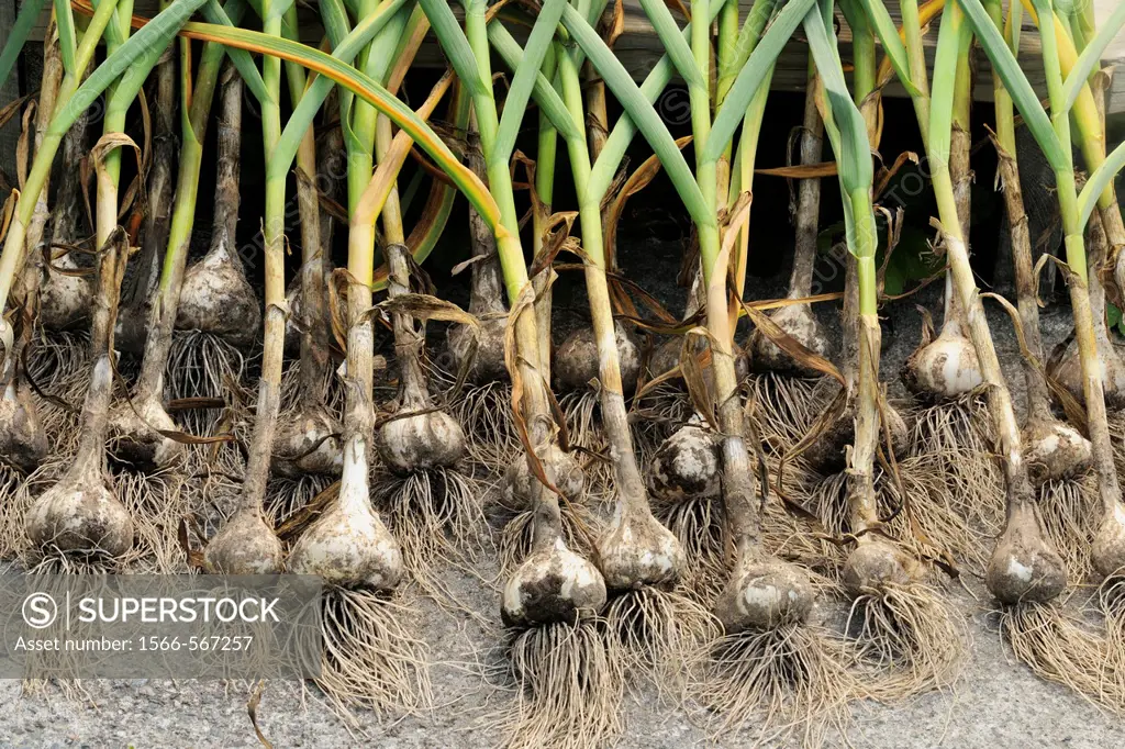 Garlic bulbs, being arranged to dry after harvest
