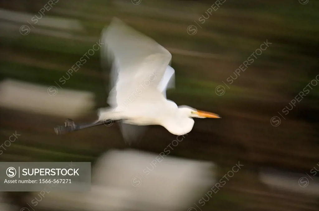 Great egrets in flight at the Audubon Rookery, Venice- panning technique