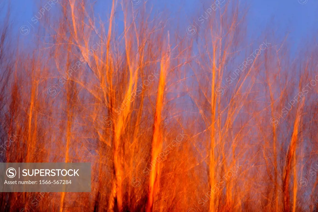 Evening light on trees in early spring Camera movement