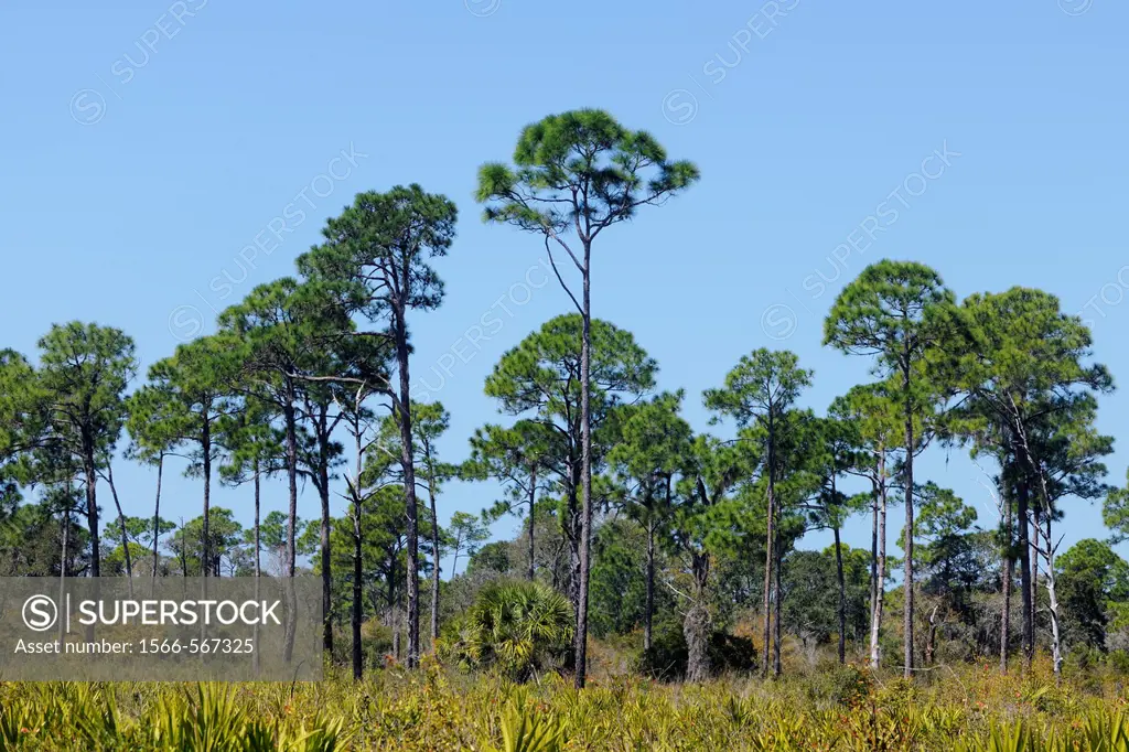 Pine trees and palmettos in pine flatwoods ecosystem