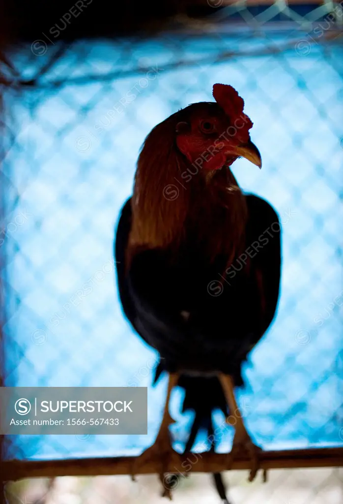 A fighting cock perches in his cage at a cockfight on the outskirts of Mexico City. Cockfighting originated in India, China, Persia, and other Eastern...