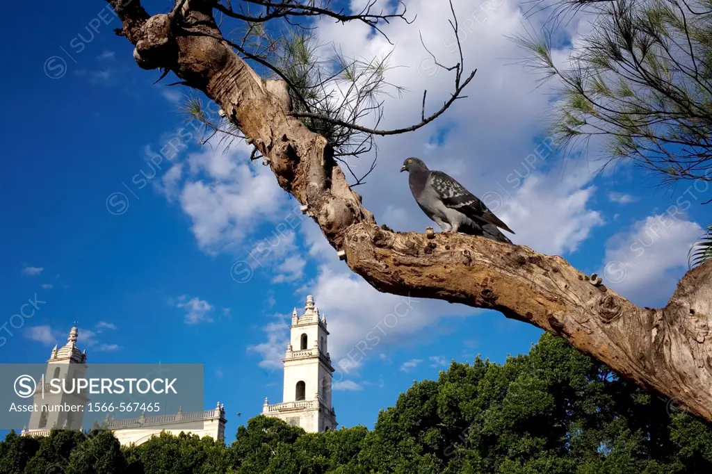 A pingeon perches in a tree outside Merida´s Cathedral on Mexico´s Yucatan peninsula.