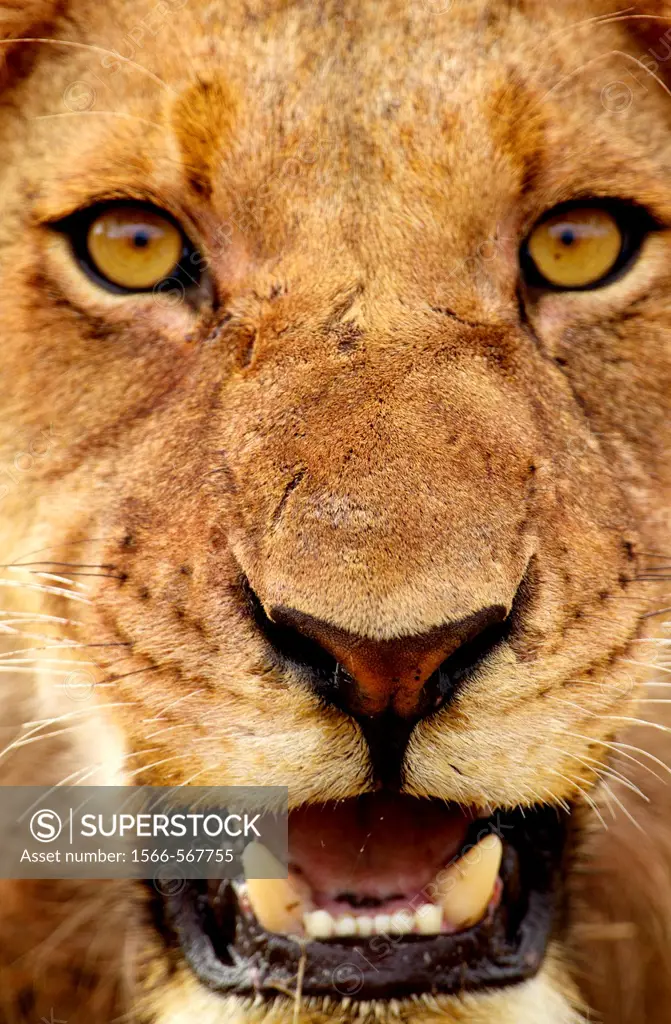 African lion Panthera leo - Male, Kruger National Park, South Africa