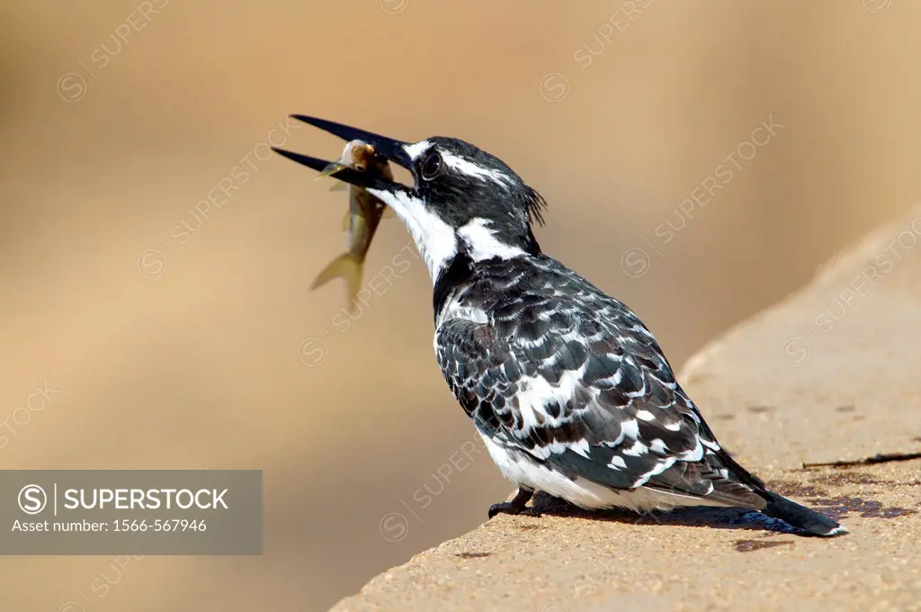 Pied kingfisher Ceryle rudis, fishing, Kruger National Park, South Africa