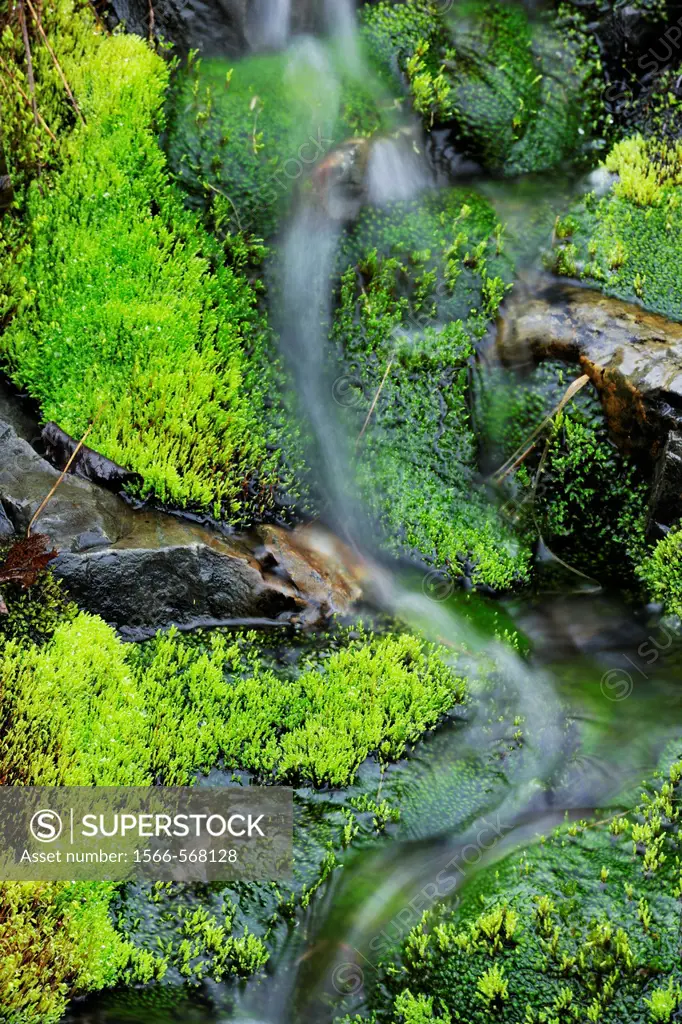 Moss beds lining streambed. Ontario. Canada.