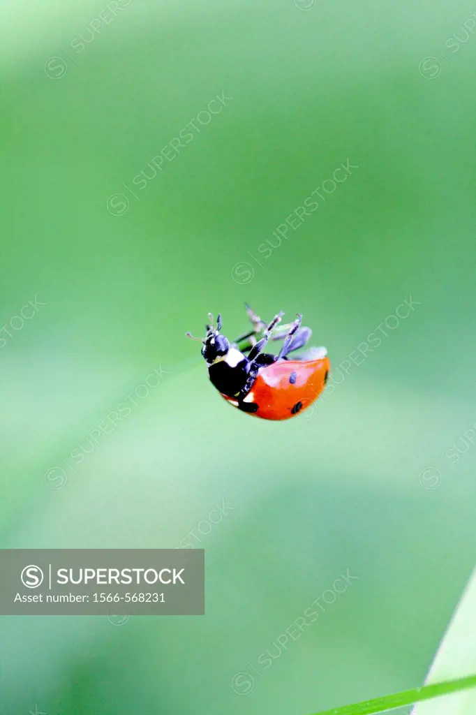 Seven-spotted ladybird Beetle, coccinella septempunctata hanging on an invisible thread  The beetle is clinging to a very fine thread that is invisble...