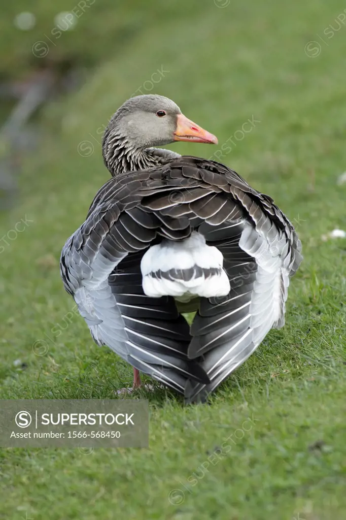 Greylag Goose Anser anser, preening plumage, Germany