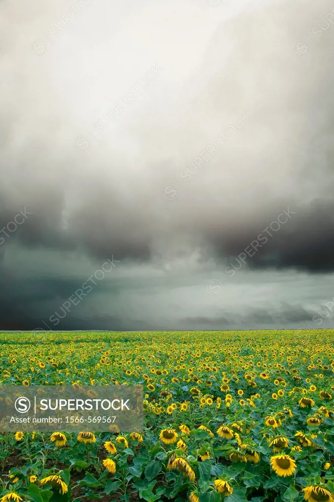 France, 85, Vendee: A field of sunflowers under cloud