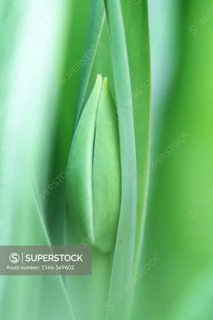 Tulip bud hidden inside broad leaves  Tulip bud is very abstract form  Bud is ripening to bloom  Very close shot  Lines of the leaves and bud are inte...