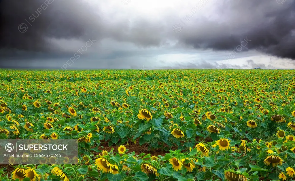 France, 85, Vendee: A field of sunflowers under cloud