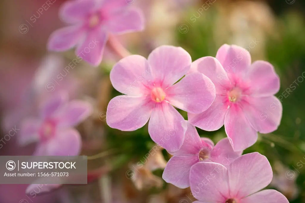 Pink phlox flowers  Scientific name: Phlox paniculata