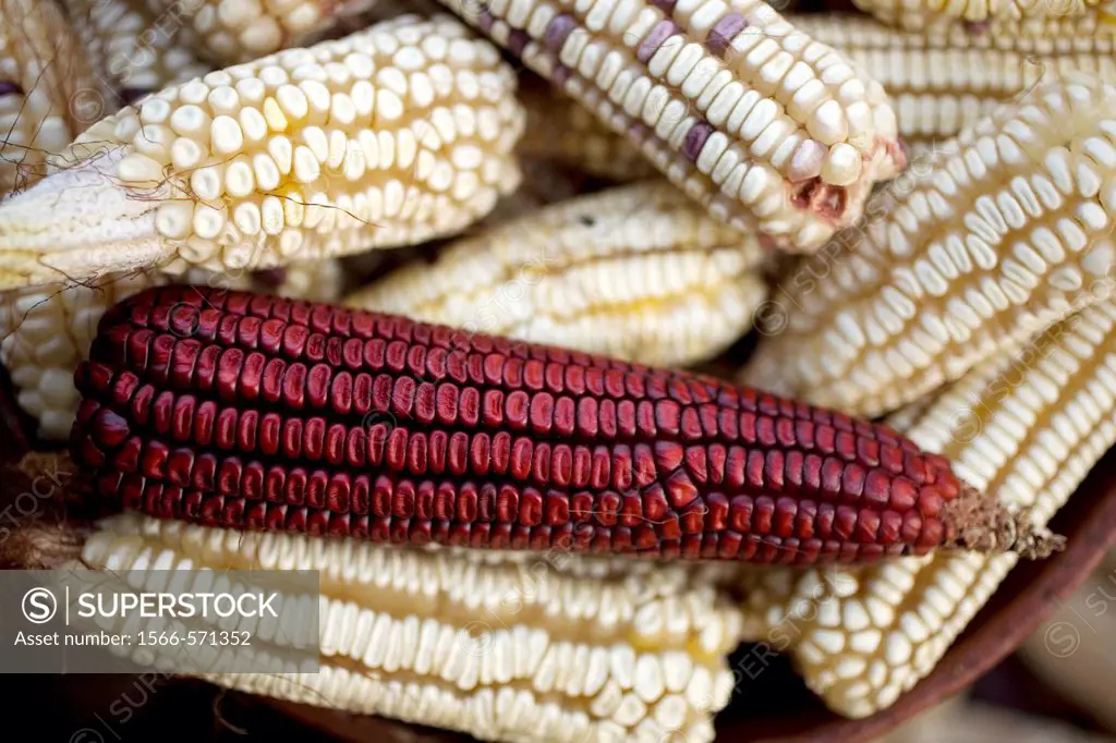 Corn cobs sit in a bucket outside a home n San Andrés Tzicuilan on the outskirts of Cuetzalan del Progreso, Mexico. Cuetzalan is a small picturesque m...