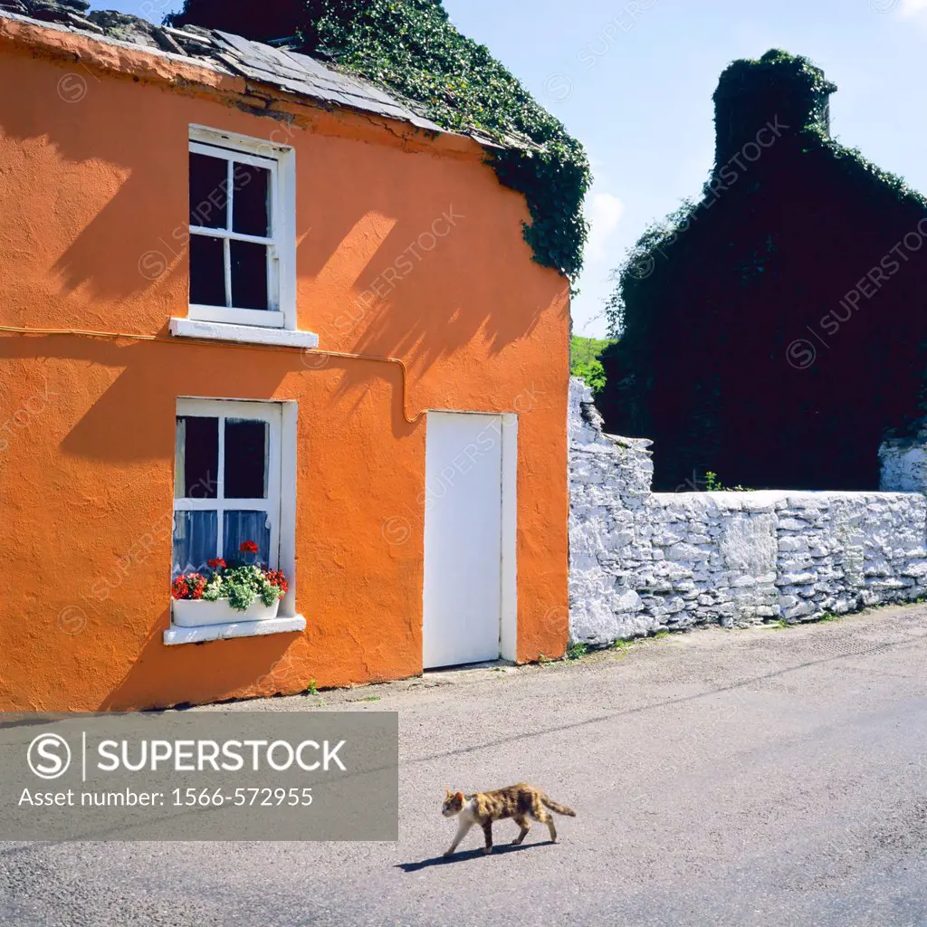 Strolling cat & vermilion painted house, Eyeries, Beara peninsula, County Cork, Ireland