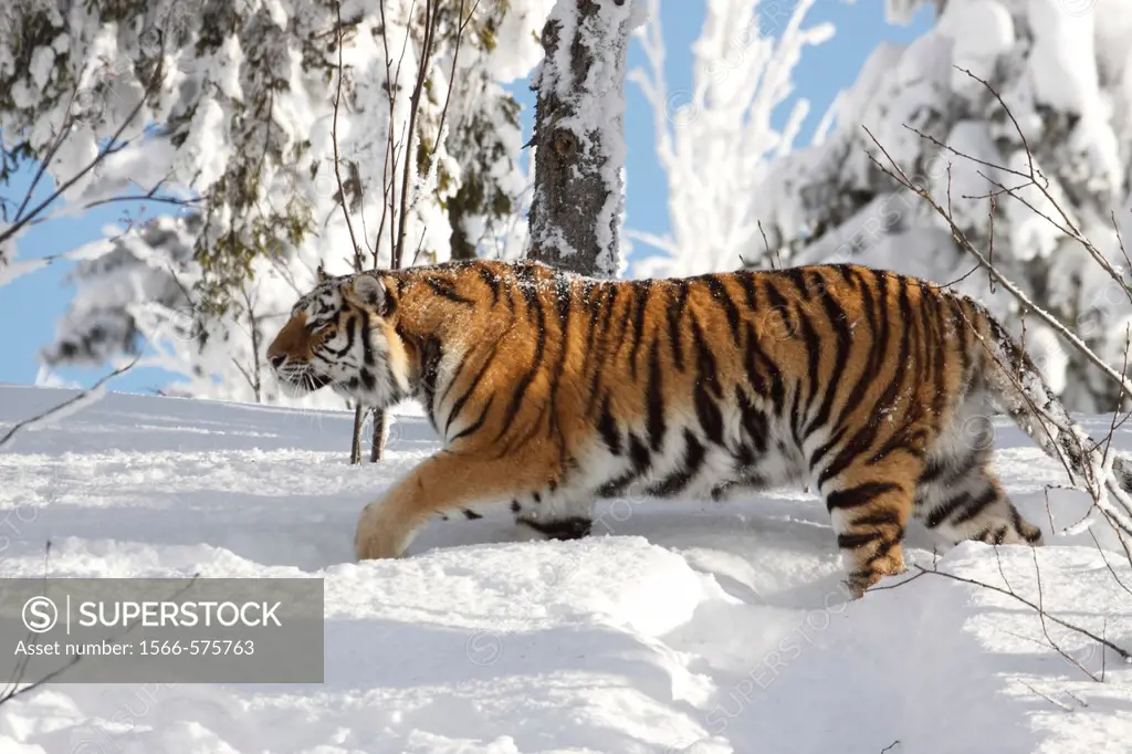 Siberian tiger / Amurtiger Panthera tigris altacia Dalarna Sweden.
