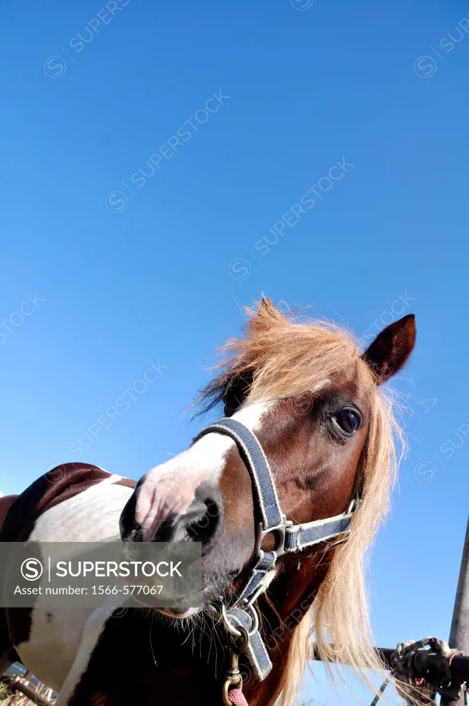 Verucchio (Rimini, Italy): horse at the Fira di Quatorg (Fourteen Fair’, or Fiera di Santa Croce), a cattle fair in September