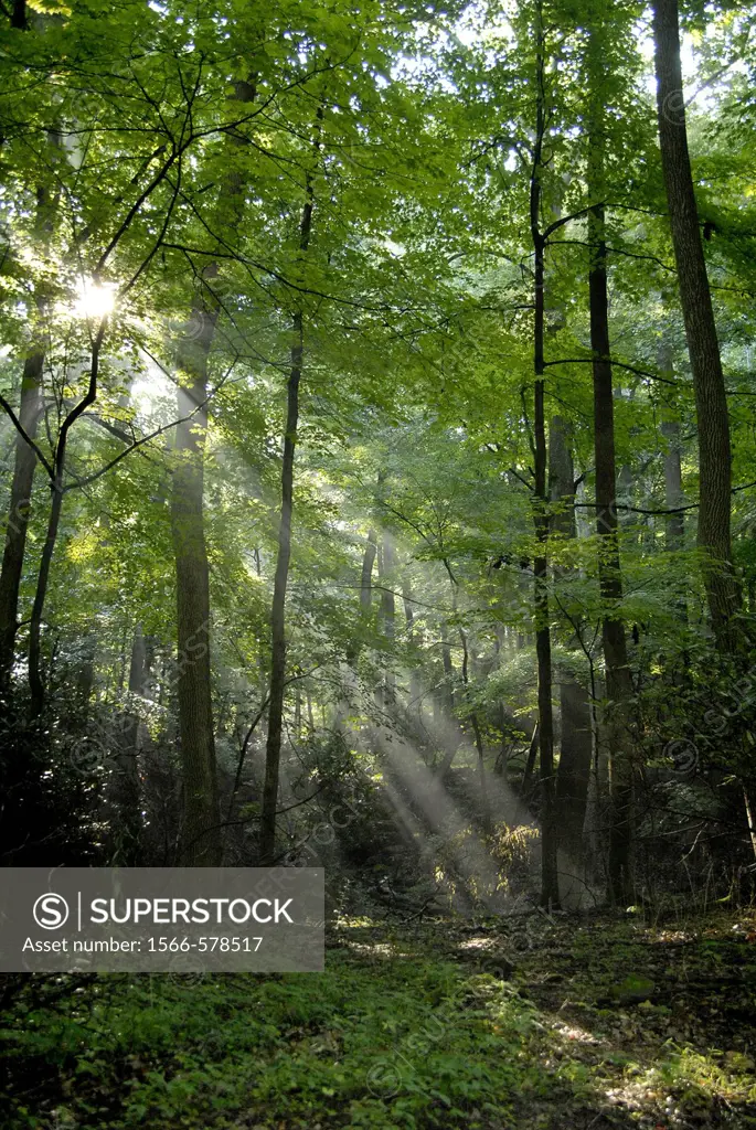 Beans of sunlight penetrate a forest, Pennsylvania, USA