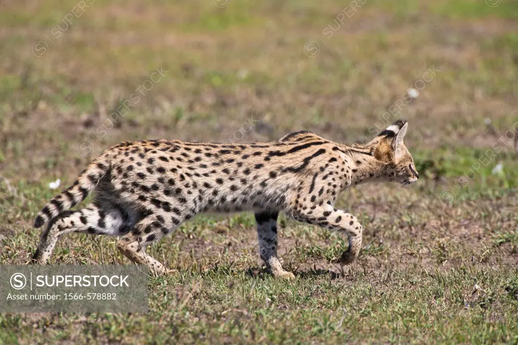 Serval cat (Felis serval) stalking some prey in the Serengeti National Park in Tanzania, Africa