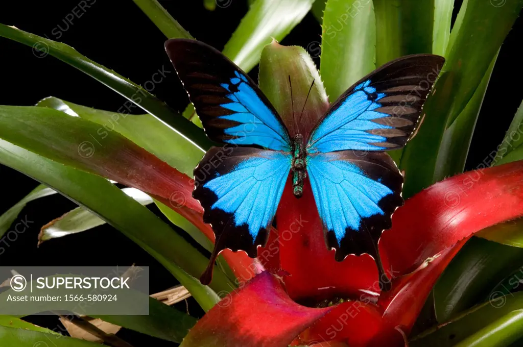 Dunk Island bluewinged butterfly Papilio Ulysses on water gathering plant