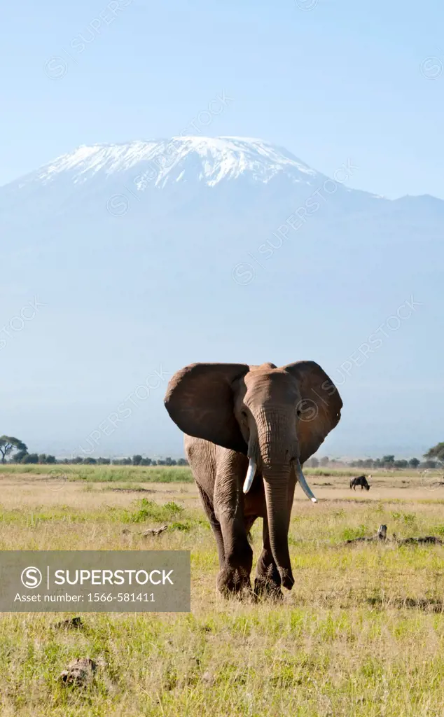 Kenya, Amboseli, elephant solitary bull with Kilimanjaro